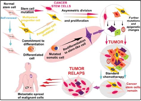 Origin Of Cancer Stem Cell And Implementation To Tumor Therapy Normal