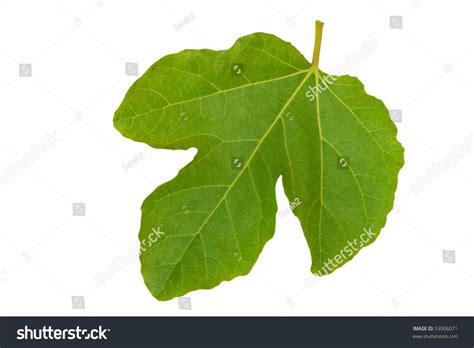 Symbolic Fig Leaf Isolated Over White Stock Photo 53906071 Shutterstock