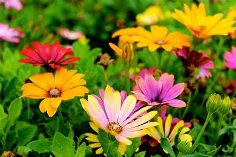 All the pictures of women with dual eye color, including the one on the cover of the book, are of her. 2017 Landscaping & Garden Trends | 2017 Home Trends