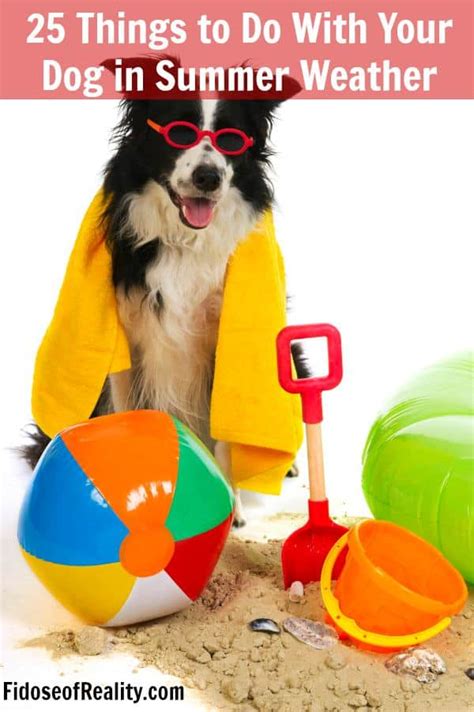 25 Things To Do With Your Dog In Summer Weather Fidose Of Reality