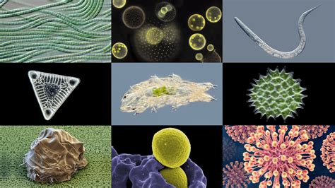 The Fascinating World Of Microorganisms Exploring Germs Under A