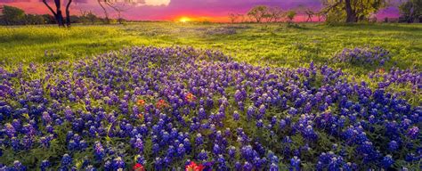And mexican troops fought in 1846. Texas Bed and Breakfast Spring Getaway: Bluebonnets ...