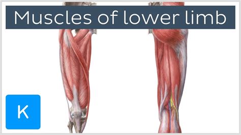 Muscles Of The Lower Limb Preview Human Anatomy Kenhub Youtube