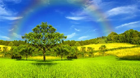 Tapety Lato Tęcza Natura Niebo Trawa Drzewa 1366x768