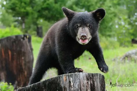 Black Bear Photos Jeff Wendorffs Photography Blog