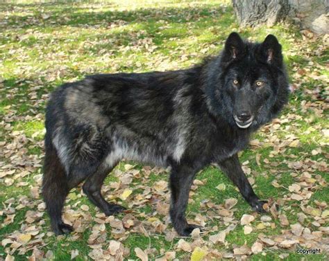 Black Wolfdog Cani