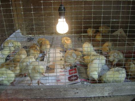 Cara budidaya ayam kampung di rumah. Nadiahs Little Farm: ayam kampung kacuk + ayam gajah