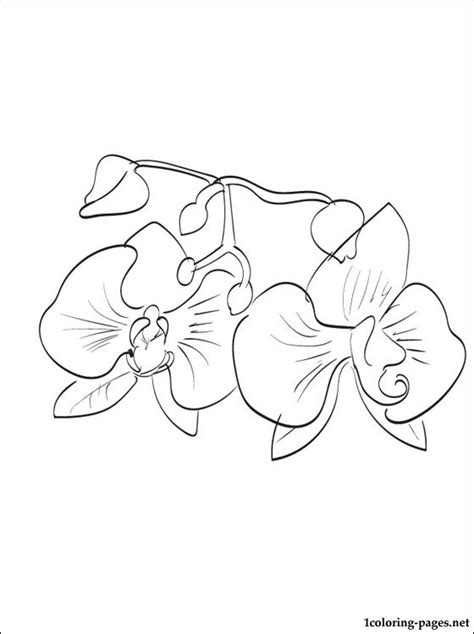 This article will deal with orchid art projects for children. Orchid coloring page for kids | Coloring pages