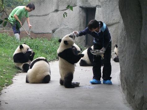 Baby Pandas Eating Picture Of Giant Panda Breeding Research Base