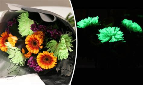 Some foods glow in the dark. Garden company launches glow-in-the-dark flowers for ...