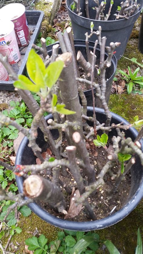 Apply water as you fill the hole with soil to remove all air pockets. Apple tree cuttings in water method - Page 2 — BBC ...