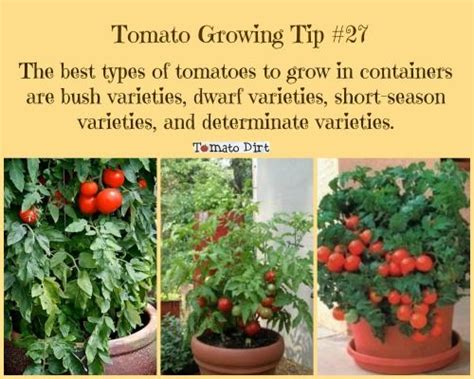 5 Tips For Planting Tomatoes In Pots How To Plan For Success Growing