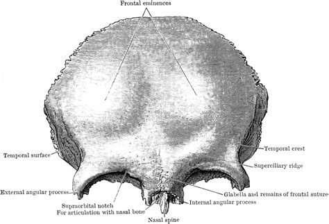 Anterior View of Frontal Bone | ClipArt ETC
