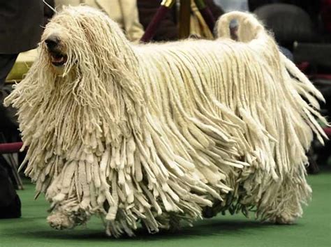 13 Famous Long Haired Dog Breeds Around The World