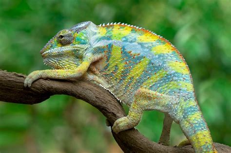 Free Photo Beautiful Color Of Chameleon Panther Chameleon Panther On