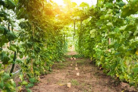 Plant seeds or starts 3 to 4 feet apart in rows with about 1 foot of spacing in between. Do Zucchini Plants Need a Trellis? How to Grow Zucchini