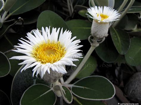 New Zealand Native Flowers ~ Just Our Pictures Of New Zealand Flowers