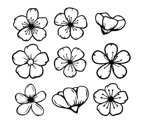 Cherry Blossom SVG, PNG, PDF, Sakura SVG, Flower SVG