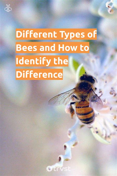Different Types Of Bees And How To Identify The Difference If You