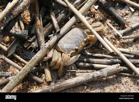 Ocypode Quadrata Atlantic Ghost Crab Stock Photo Alamy