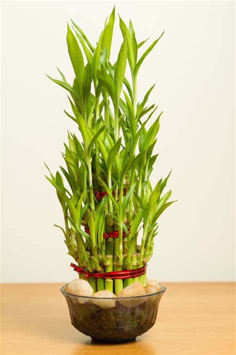 Check spelling or type a new query. Dress Up Your Home With These Indoor Plants That Don't Need Sunlight