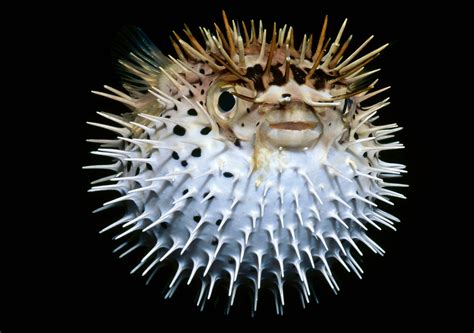 Dive Destinations 10 Weird Underwater Creatures Weird Sea Creatures Weird Fish Underwater