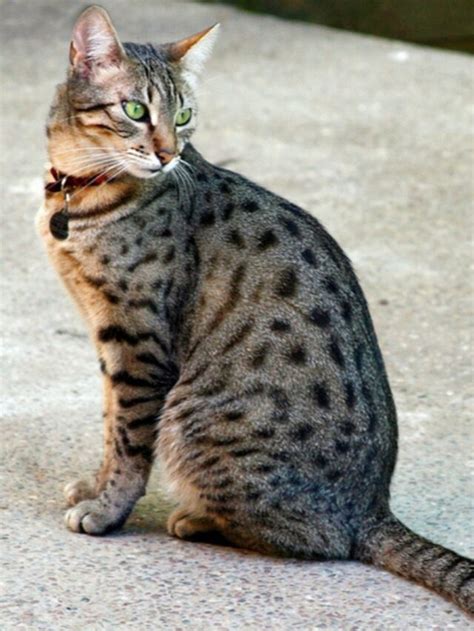 Cats That Look Like Tigers Tackle Ielts