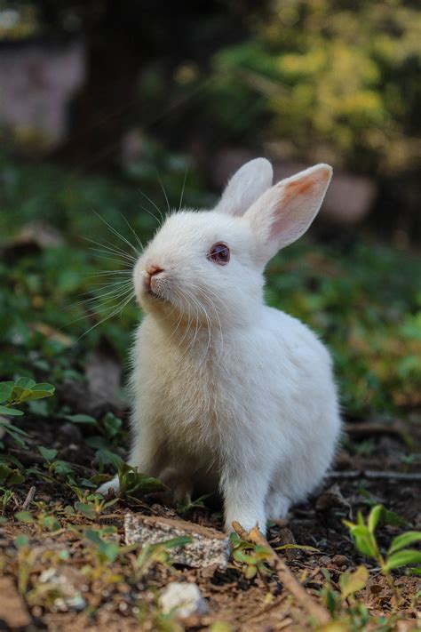 Download Adorable White Bunny In A Natural Setting Wallpaper
