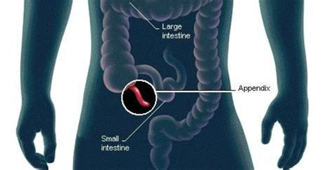 Webmd's appendix anatomy page provides detailed images, definitions, and information about the learn about its function, parts, location in the body, and conditions that affect the appendix, as well. Scientists Finally Discover The Function of the Human Appendix