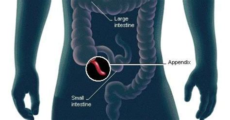 For example, bacteria from your appendix help repopulate your colon after a bout of diarrhea, helping you recover faster. Scientists Finally Discover The Function of the Human Appendix