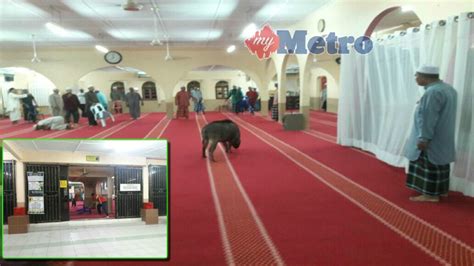Adapun jumlah raka'atnya adalah sebagai berikut Babi hutan 'menyondol' dalam masjid | Harian Metro