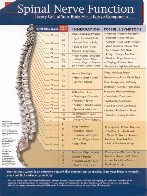 spinal nerve chart images and photos finder