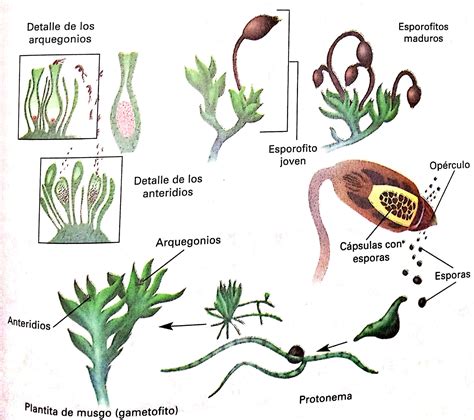 Qué son las BRIOFITAS y sus características Las plantas BRIOFITAS