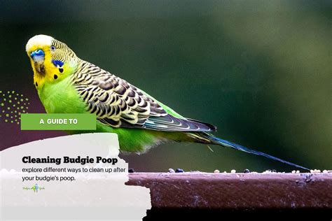 Easy Steps For Cleaning Budgie Poop Budgies Guide