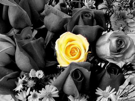 Rose clipart black and white. PZ C: black wallpaper hd