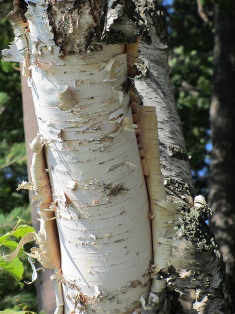 Moments Of Delightanne Reeves Birch Bark