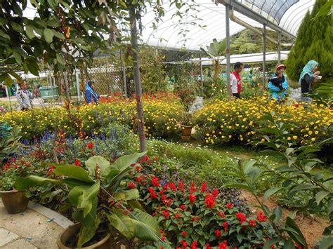Agro technology park mardi lies on the east side of tanah rata, past the schools and before the hospital. Taman Agro MARDI Cameron Highlands