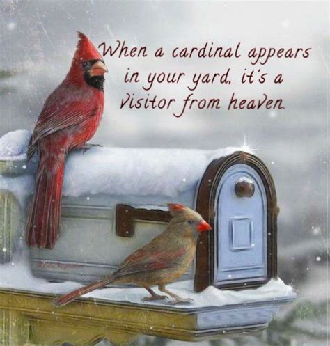 When A Cardinal Appears In Your Yard Its A Visitor From Heaven