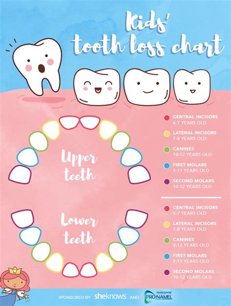 Be Ready For The Tooth Fairy With This Handy Chart For Kids Tooth Loss