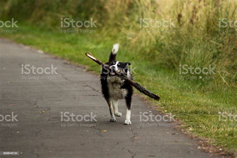 Happy Dog Big Stick Stock Photo Download Image Now Animal Black