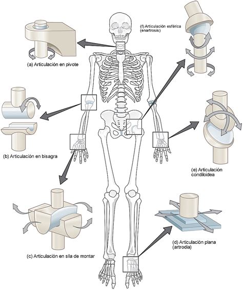 Las Articulaciones Del Cuerpo Humano Pequeocio