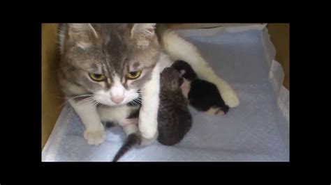わが子を体で隠す母猫 Mother Cat To Hide Her Own Child In The Body