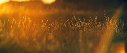 Wheat Sunset Grass Field Background 4k Wallpapers