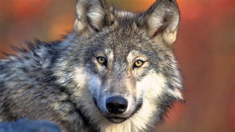 50k Offered For Info On Deaths Of Endangered Gray Wolves In Oregon