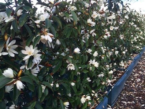 Autumn is best for planting hedges to let them get established before winter, but they should do well. The Fairy Magnolia® White. Flowering starts in August in ...
