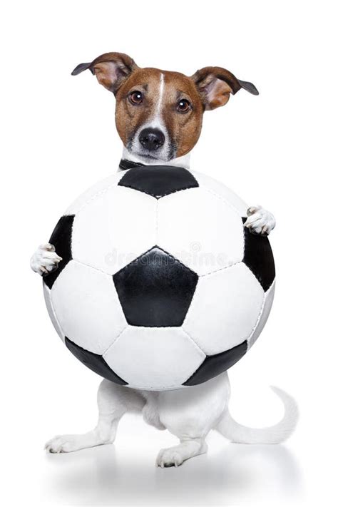 Soccer Dog Stock Photo Image Of Background Cute Happy 23878052