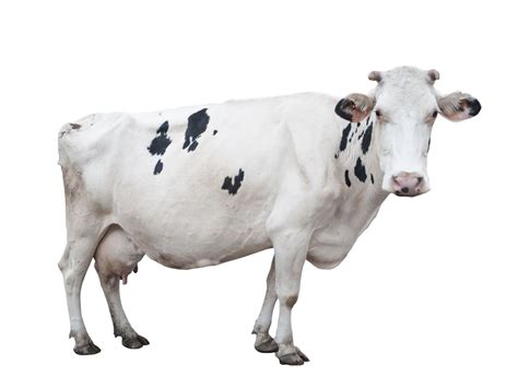 That is because the holstein cow is the most popular dairy cow in the world. Facts About Jersey Cows You Won't Believe You Didn't Know ...