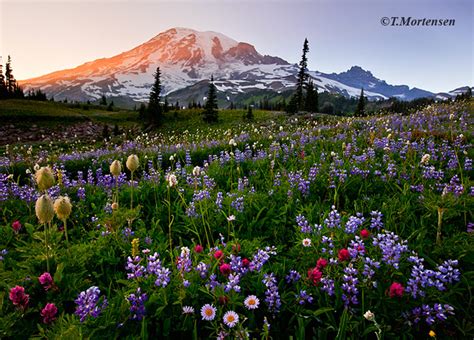 Mount Rainier Wildflowers Mount Rainier Washington Nw Ballistics