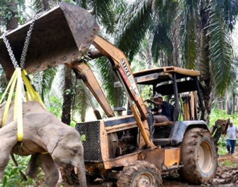 So, branch service manager, sandakan branch. Sabah threatened by critical wildlife extinction - The ...