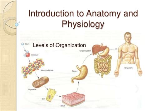 Levels Of Organization Anatomy Anatomical Charts And Posters